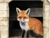 A fox in a henhouse